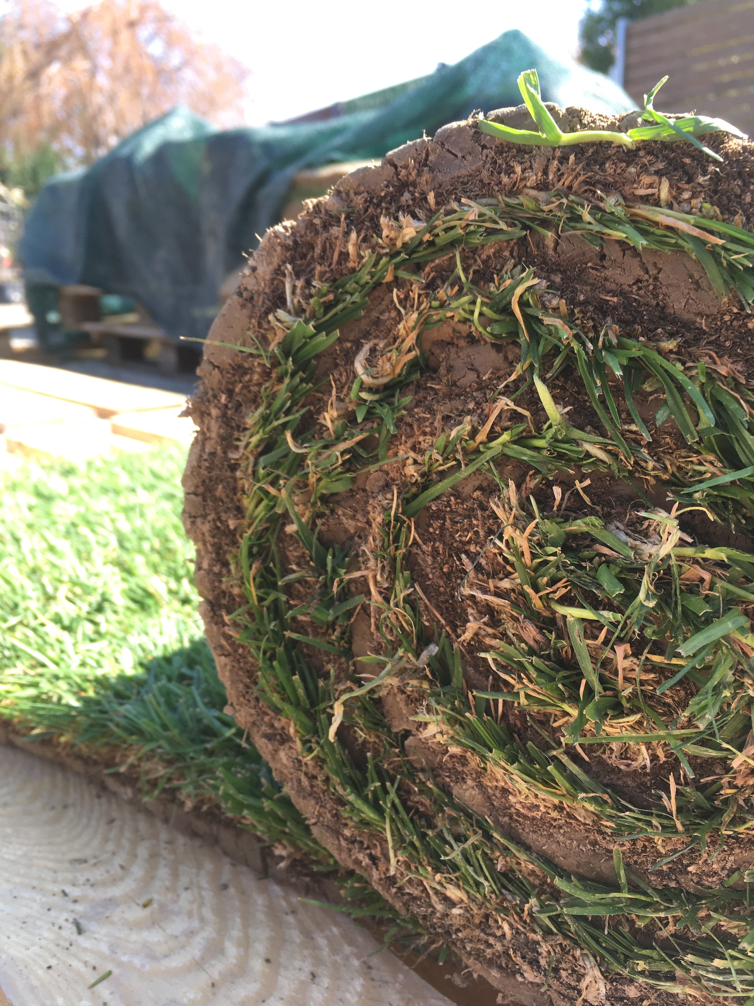 Rollrasen Sorte 'Supremo'